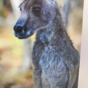 Meet your Posher, Toby